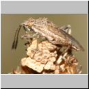 Stictopleurus sp - Glasfluegelwanze 01b 6mm.jpg